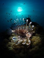 Korallenteufel bei untergehender Sonne