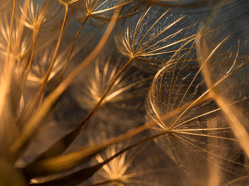 Aus dem warmen &quot;goldenen&quot; Herzen des Morgensterns von Marjolijn van den Berg