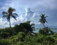 Palmen und Sturmwolken Florida Keys USA