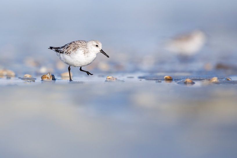 Drieteen strandlopertje scharrelt langs de vloedlijn van Anja Brouwer Fotografie
