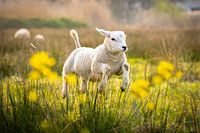 Agneaux dans la prairie