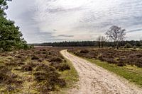 Ein unbefestigter Weg in einer Veluwe-Landschaft im März