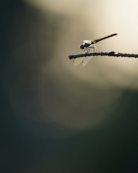Libelle mit Hintergrundbeleuchtung von Tom Zwerver