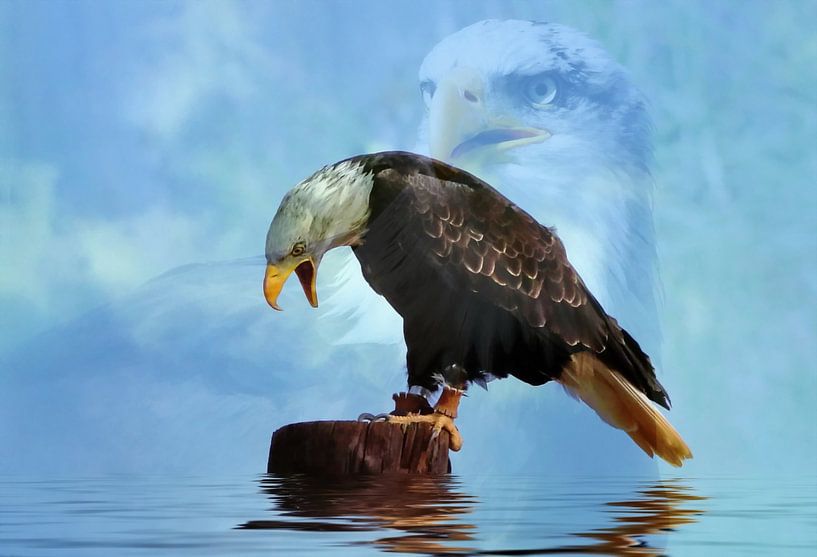 Kale adelaar von Renate Knapp