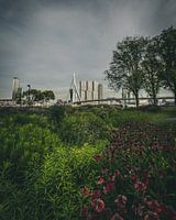 Le pont Erasmus de They Kept Heading Park Rotterdam