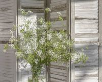 Vase mit üppig blühendem Fluitenkruid vor weißem Holzklappschirm