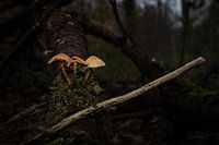 Pilz im Herbst. Gewöhnlicher Schwefelkopf