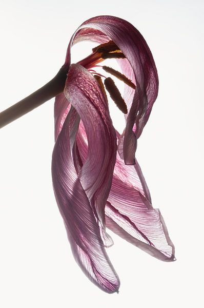 Nature morte d'une tulipe à contre-jour par Hanny Andela - Andelafotografie