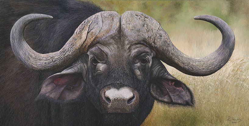 Buffalo African Cape buffalo by Russell Hinckley