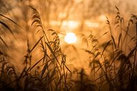 Schilfrohrfahnen - Goldene Stunde