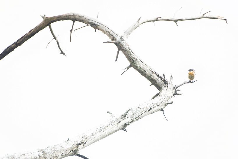 The stonechat by Danny Slijfer Natuurfotografie
