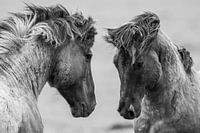 Fighting wild horses