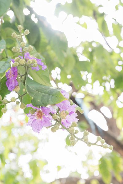 Purple-pink flowers between green leaves by Marleen Dalhuijsen