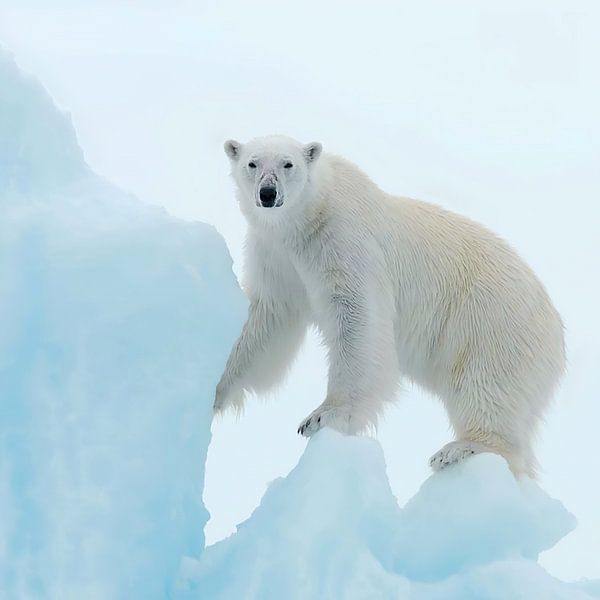 Ours polaire par David Potter