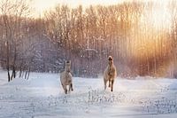 galopperende veulens in het winterlandschap