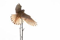 Turmfalke landet auf einem Stock