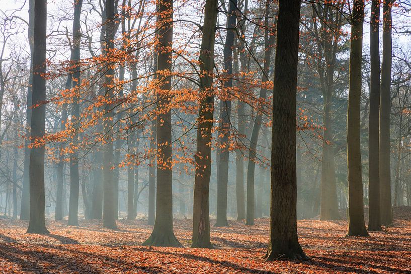 Beech forest with morning mist on the Utrechtse Heuvelrug - Netherlands by Sjaak den Breeje