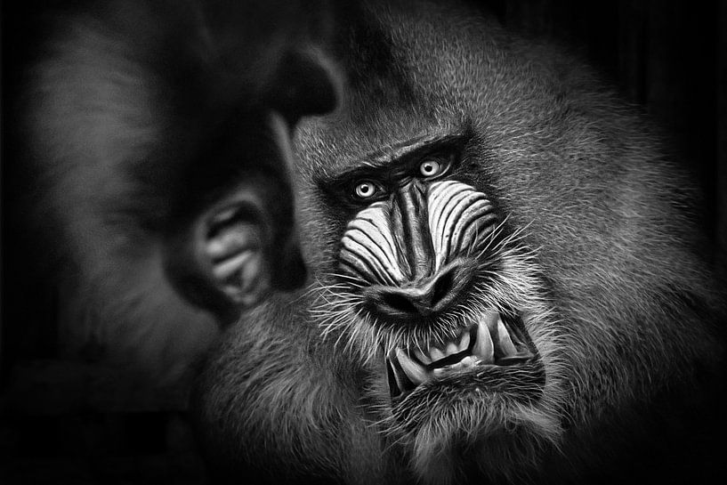 Zwei aggressive Mandilas (nordafrikanischer Pavian) von Chi