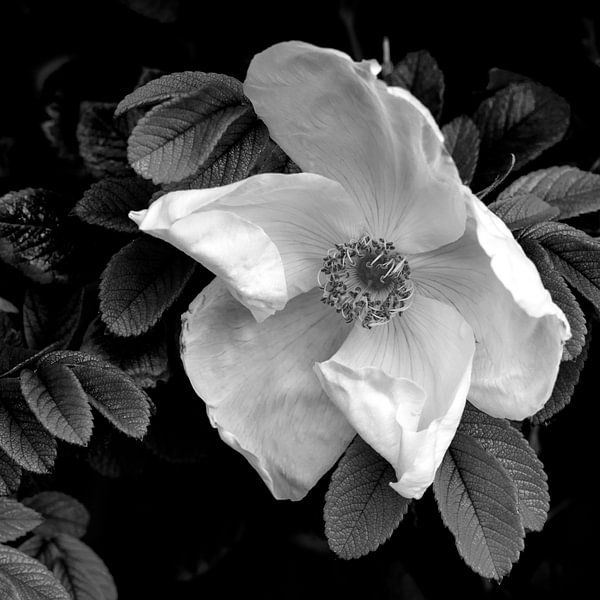 Rosehip. Noordwijk aan Zee. by Alie Ekkelenkamp