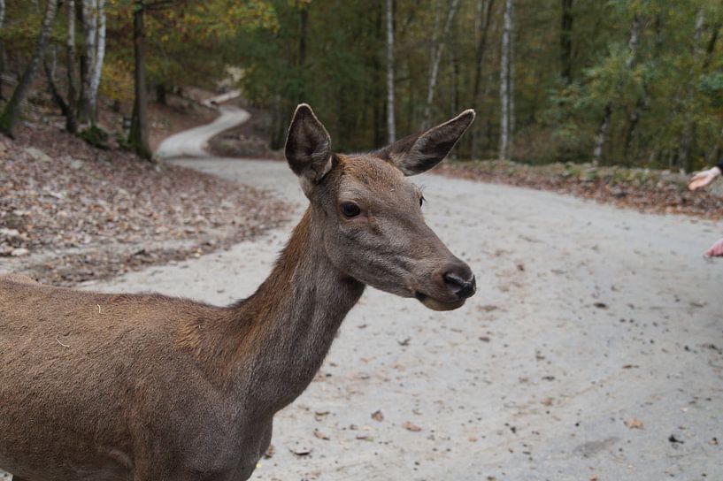 Des cerfs sur la route par wil spijker