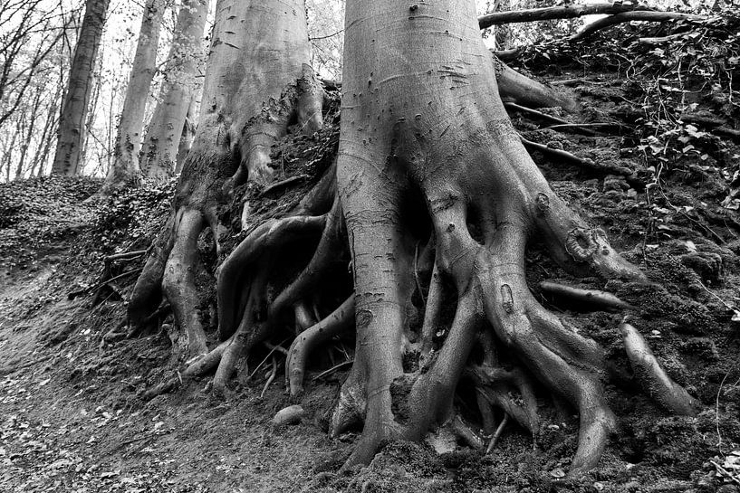 Buchenwurzeln, Neigembos, Belgien von Imladris Images