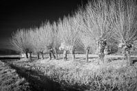 Mystische Reihe von Kopfweiden in einer Infrarot-Winterlandschaft