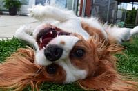 Hund auf den Kopf gestellt