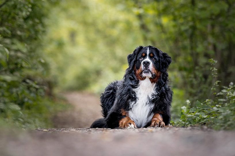 Wolf by Monique van Helden