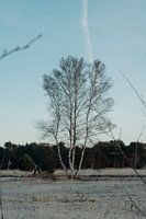 Bouleau dans le Boetelerveld Salland