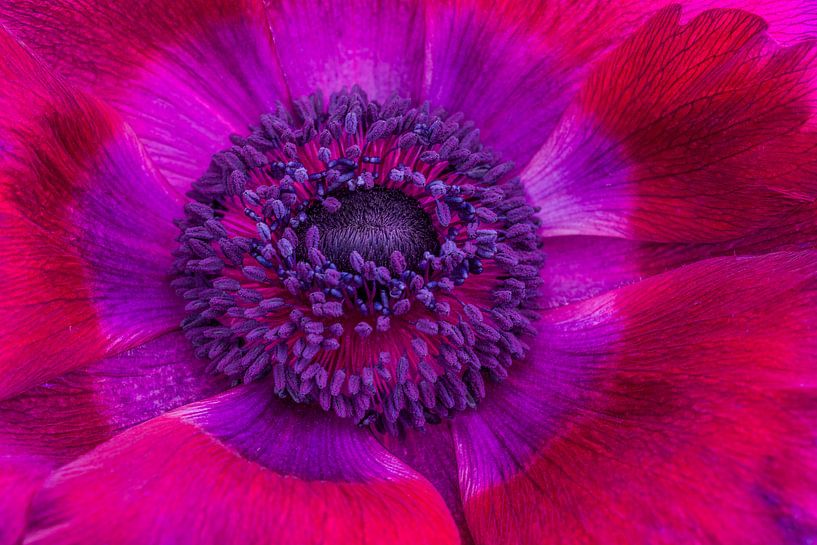 Lila Mohnblume von Albert Mendelewski