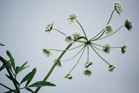 Nature - plante à terre