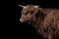 Portrait of a Scottish Highlander