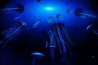 Jellyfish