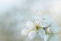 White blossom with soft background