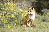 Fox in the Amsterdam Water Supply Dunes