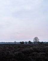 Pastellfarbenes Heidekraut kurz vor Sonnenaufgang