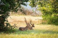 Resting deer in the shade - Sri Lanka's wildlife
