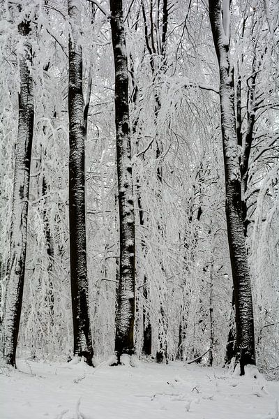 Forêt d'hiver par Claudia Evans