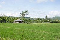 Filipijnen - Rijstvelden