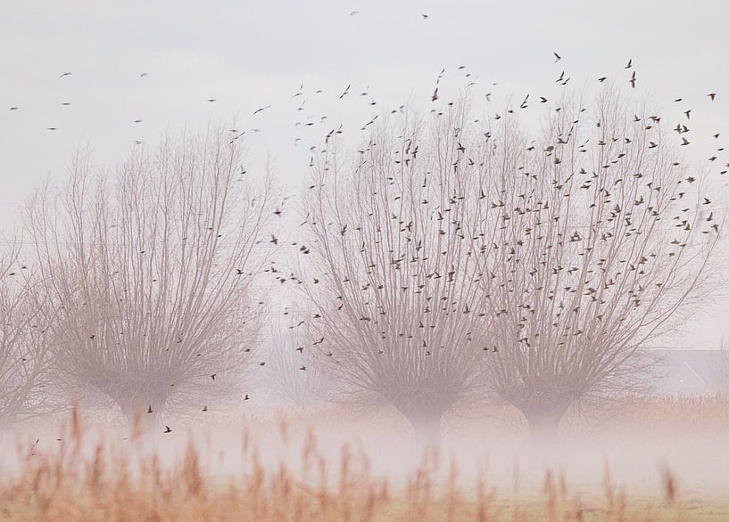 Des saules têtards avec des oiseaux dans la brume, par natascha verbij