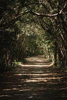 Sentier forestier en ombres et lumières Tunnel naturel de verdure