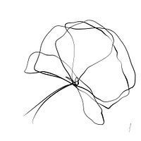 Mohn einzeilige Zeichnung in Serie Teil 3