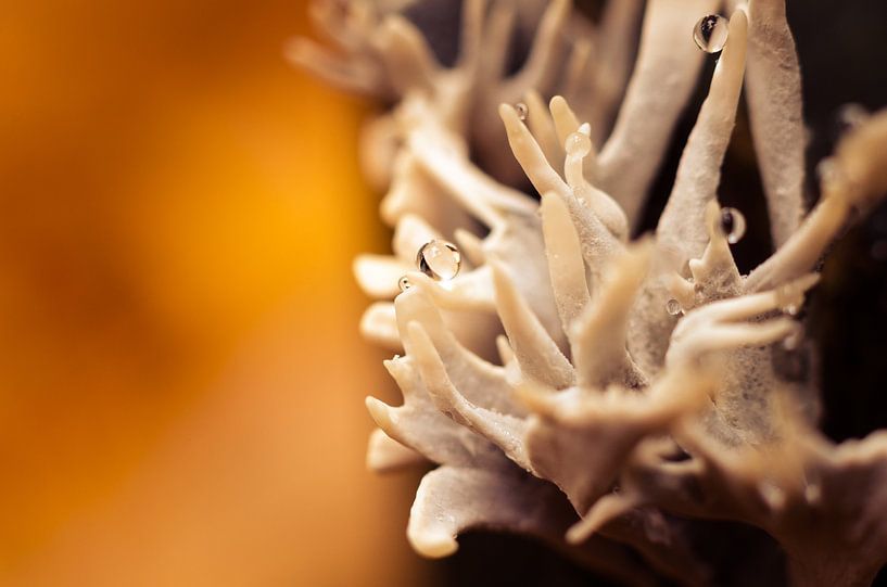 Mushroom 10 von Deshamer