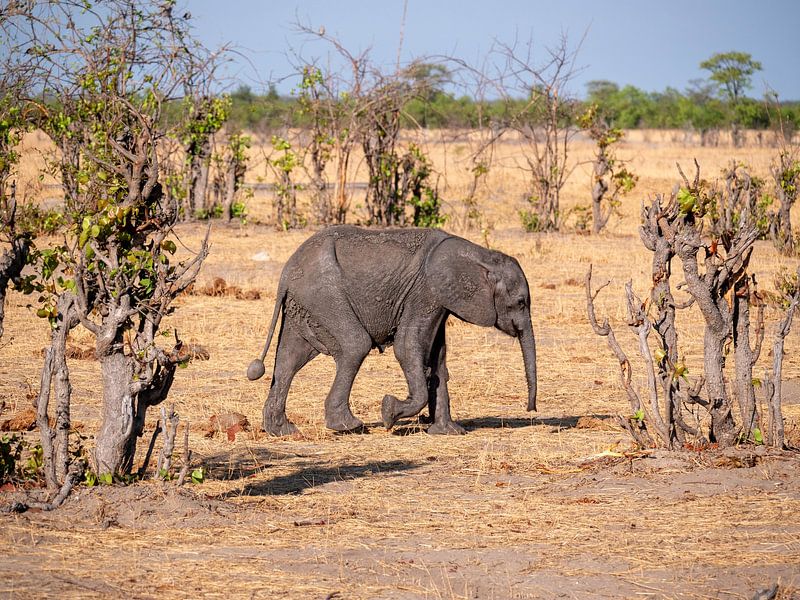 Jeune éléphant d'Afrique (Loxodonta Africana) dans le parc national de Hwange. par Kees van den Burg