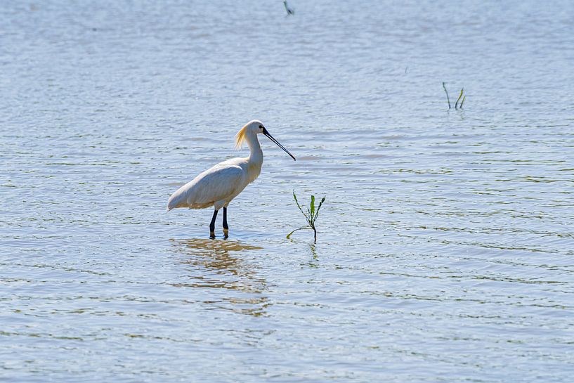 La cuillère dans les Oostvaardersplassen par Merijn Loch