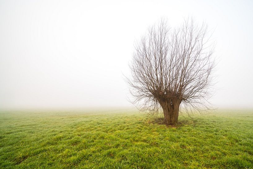 Misty morning with only standing tree by Marcel Derweduwen