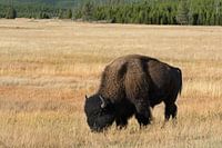 Bison dans le PN de Yellowstone