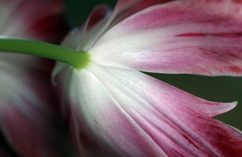 Tulpe unterseite par Roswitha Lorz