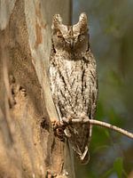 Zwergohreule auf Lesvos