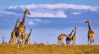 Herd of giraffes in Etosha National Park in Namibia